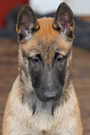 Malinois male