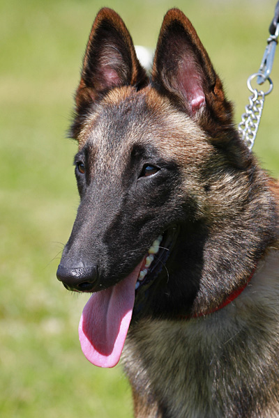 Malinois female