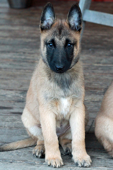 Malinois female