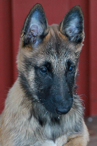 Malinois female