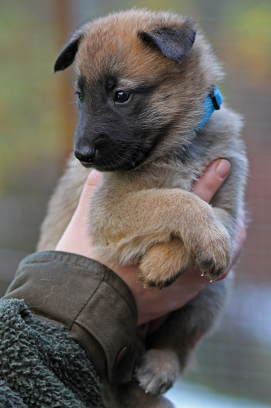 Malinois female