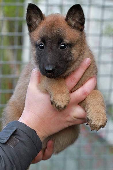 Malinois female