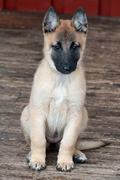 Malinois female