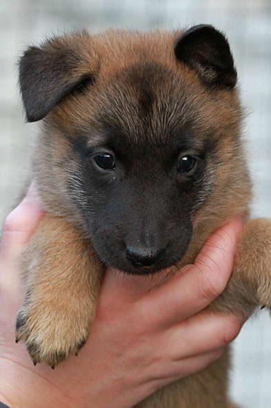 Malinois male