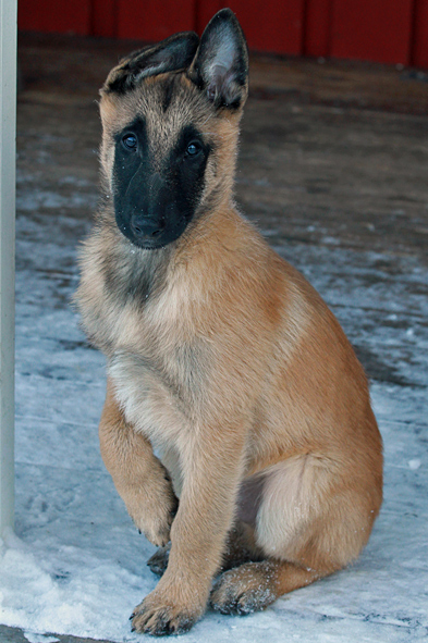 Malinois male