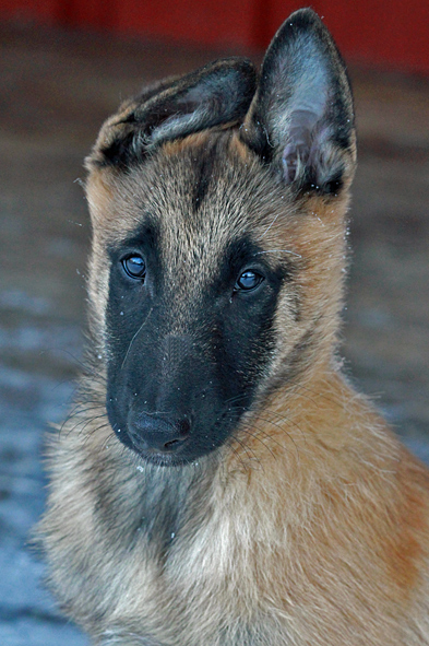 Malinois male