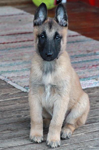 Malinois male