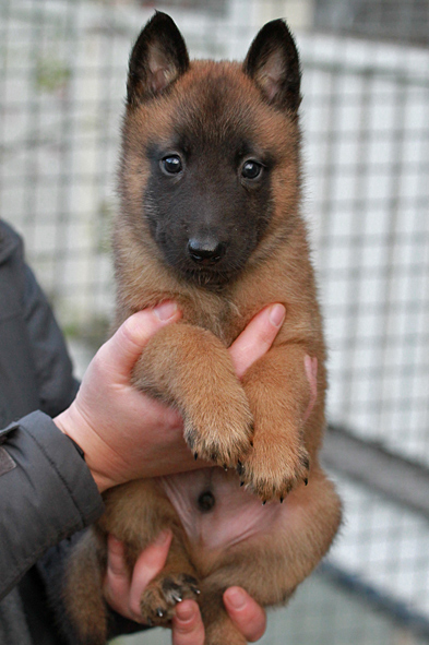 Malinois male