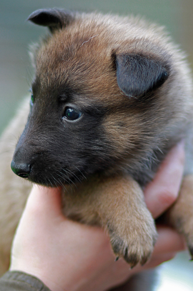 Malinois male