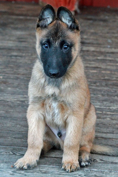 Malinois male