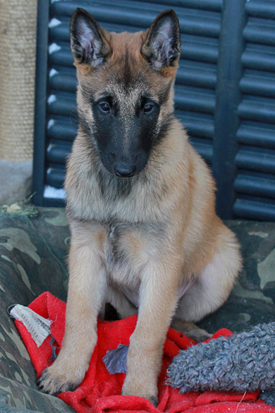 Malinois female