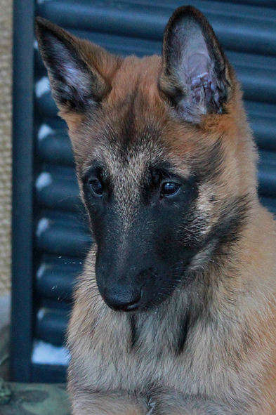 Malinois female