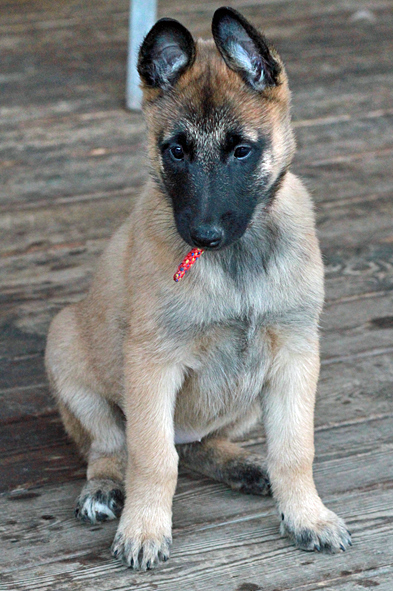 Malinois female