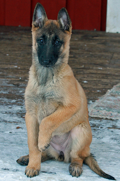 Malinois female