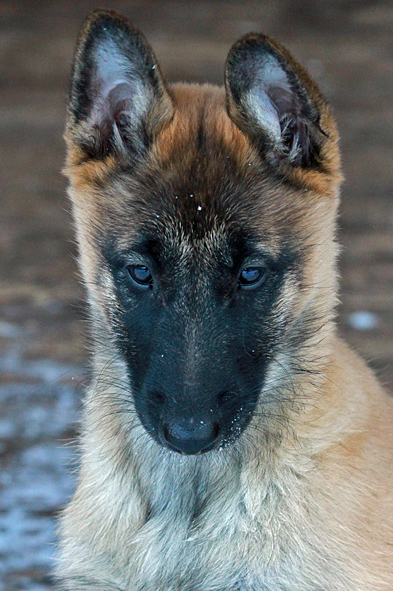 Malinois female