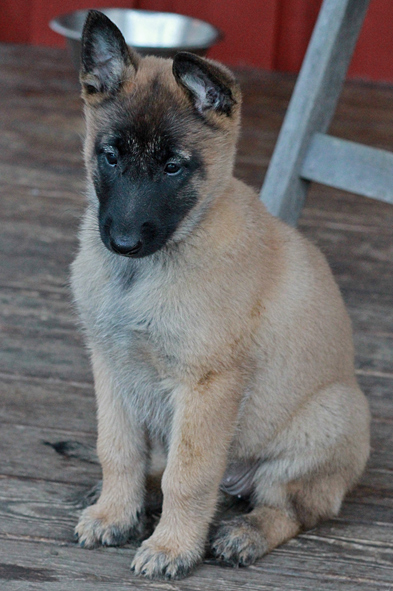 Malinois female