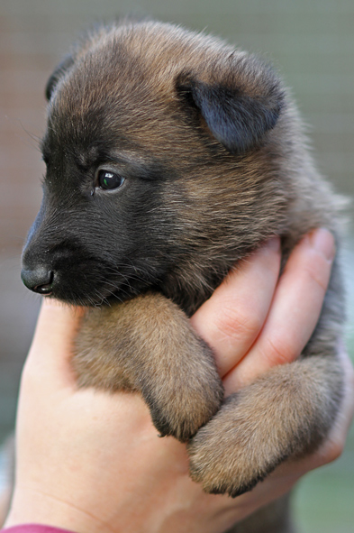 Malinois female