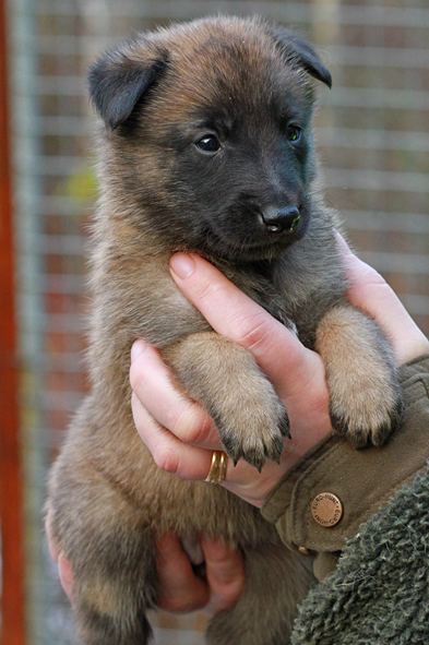 Malinois female