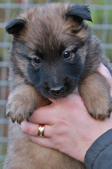 Malinois female