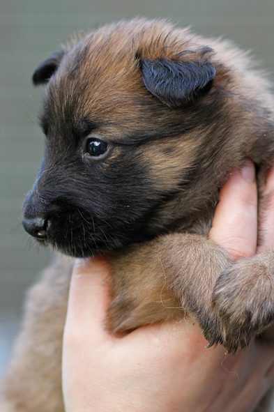 Malinois female