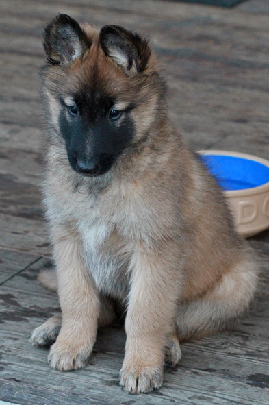 Malinois female