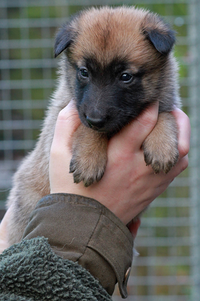 Malinois female