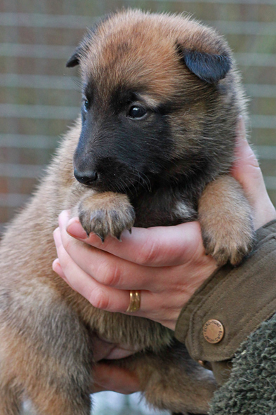 Malinois female