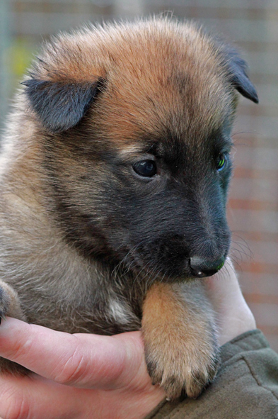 Malinois female