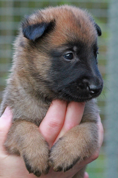 Malinois male