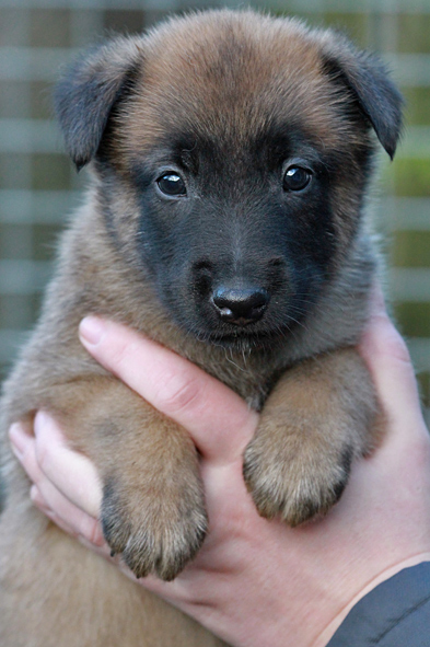 Malinois male