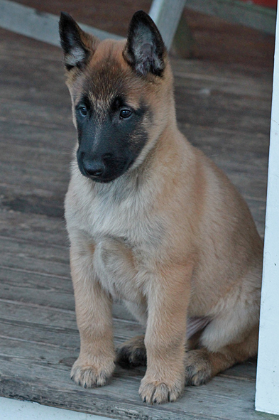 Malinois male