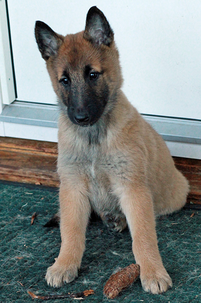 Malinois female