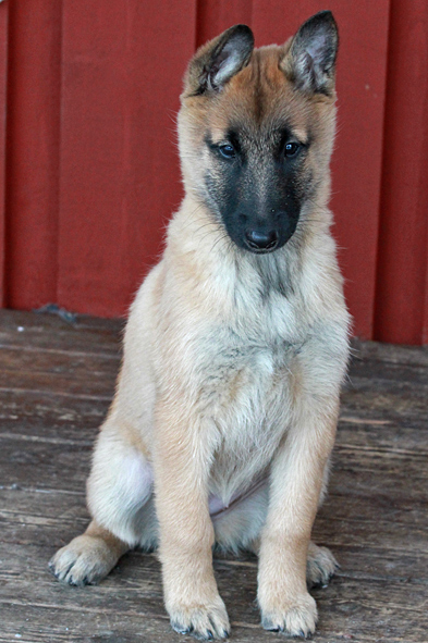 Malinois female