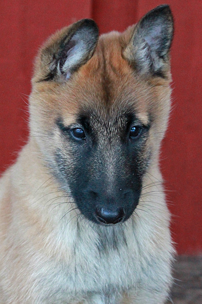 Malinois female