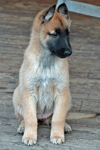 Malinois female