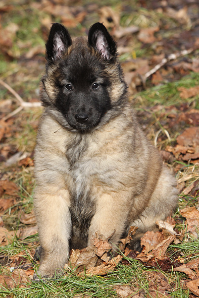 Tervueren female