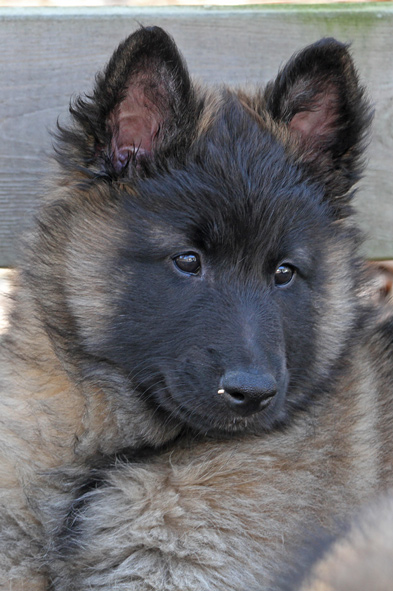 Tervueren female