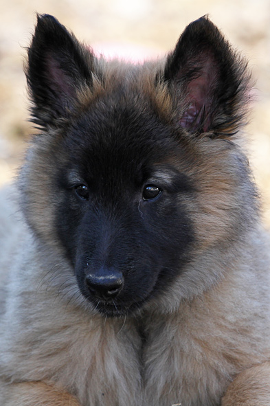 Tervueren female