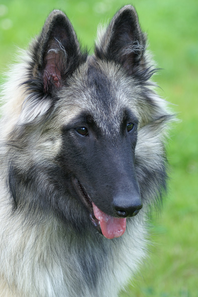 Tervueren female