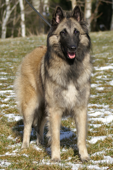 Tervueren female