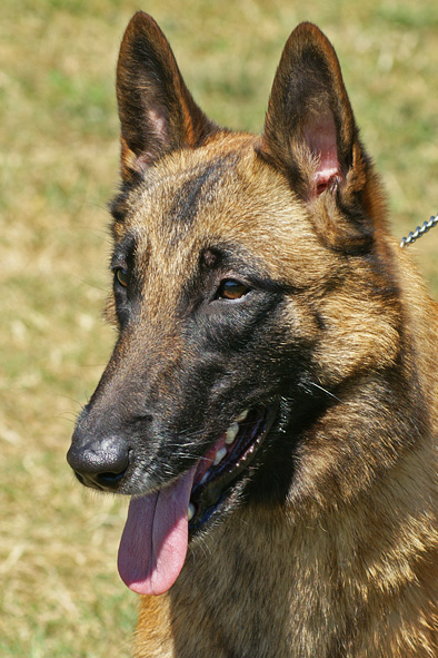 Malinois female