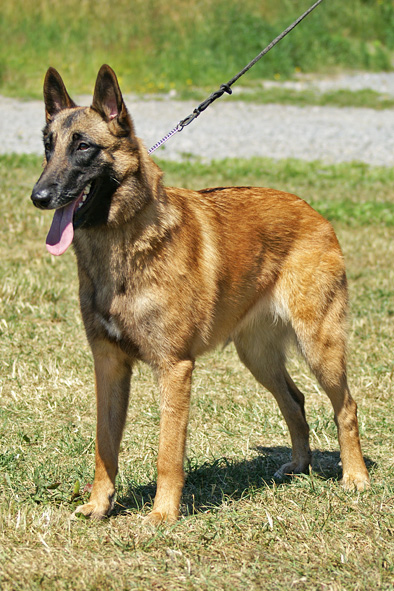 Malinois female