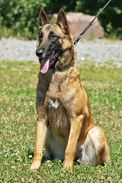 Malinois female