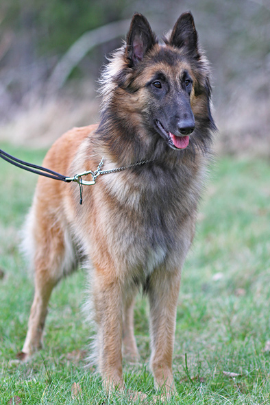 Tervueren female