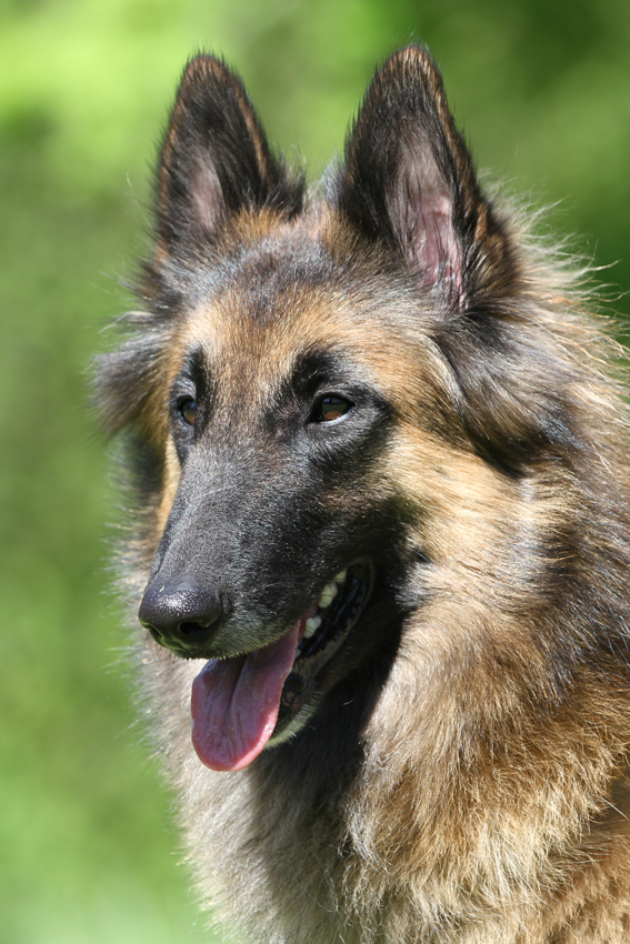 Tervueren female head