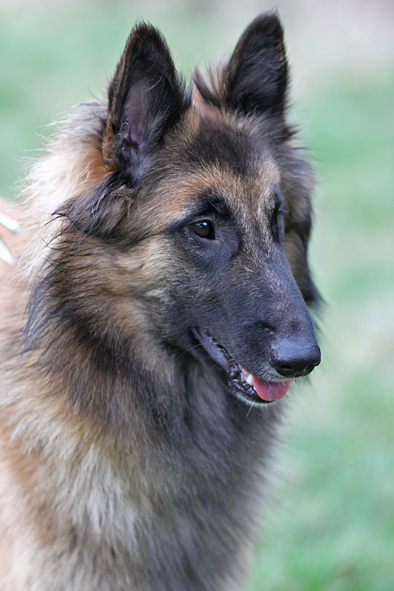 Tervueren female