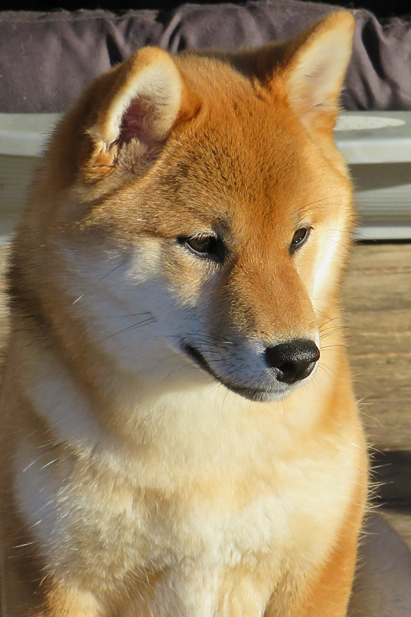 Shiba female head