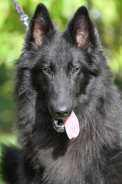 Groenendael female