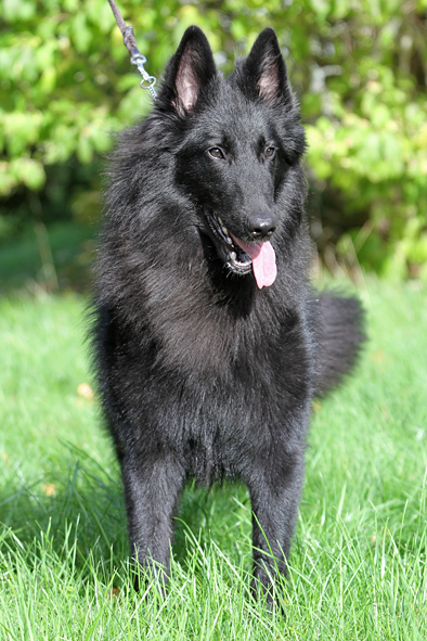 Groenendael female