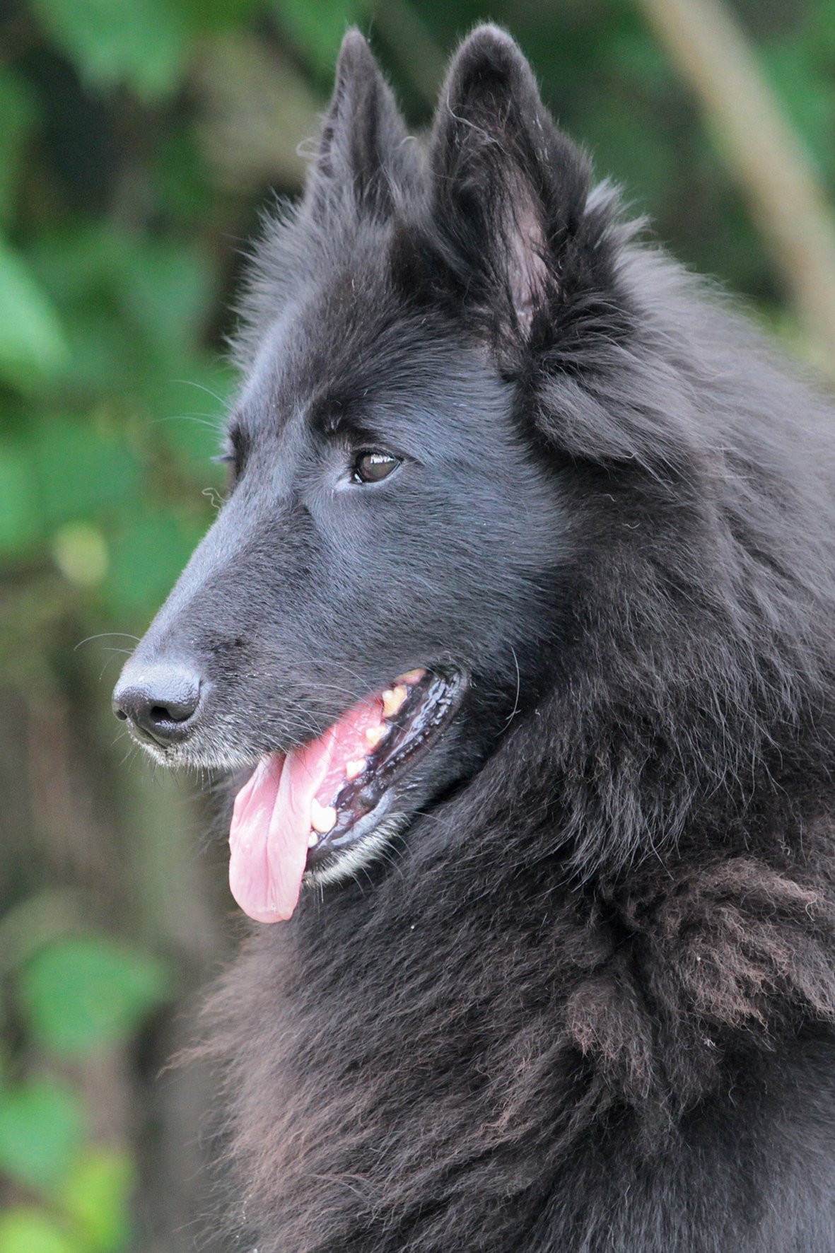 Groenendael female head